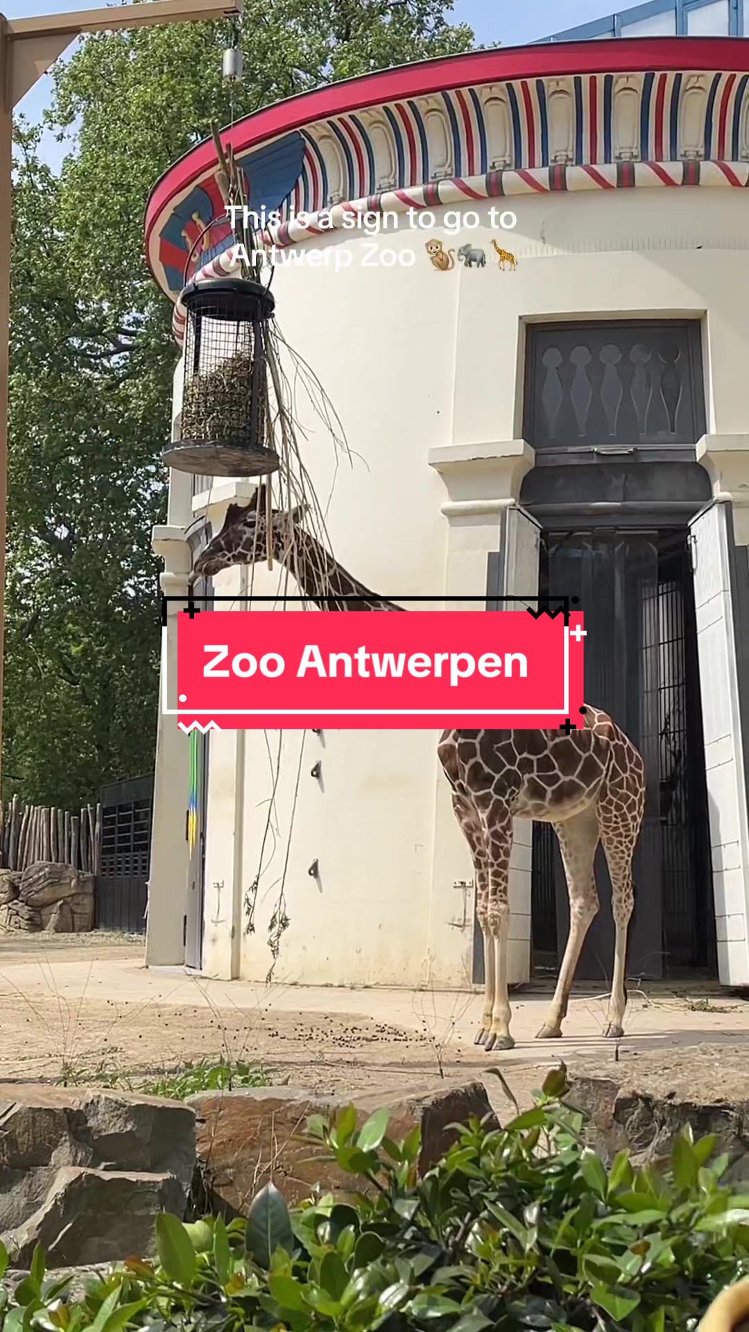 @eveline
