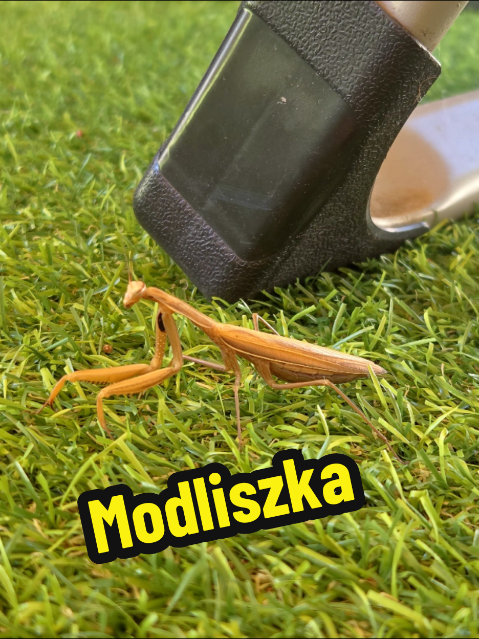 @Modliszka🌿