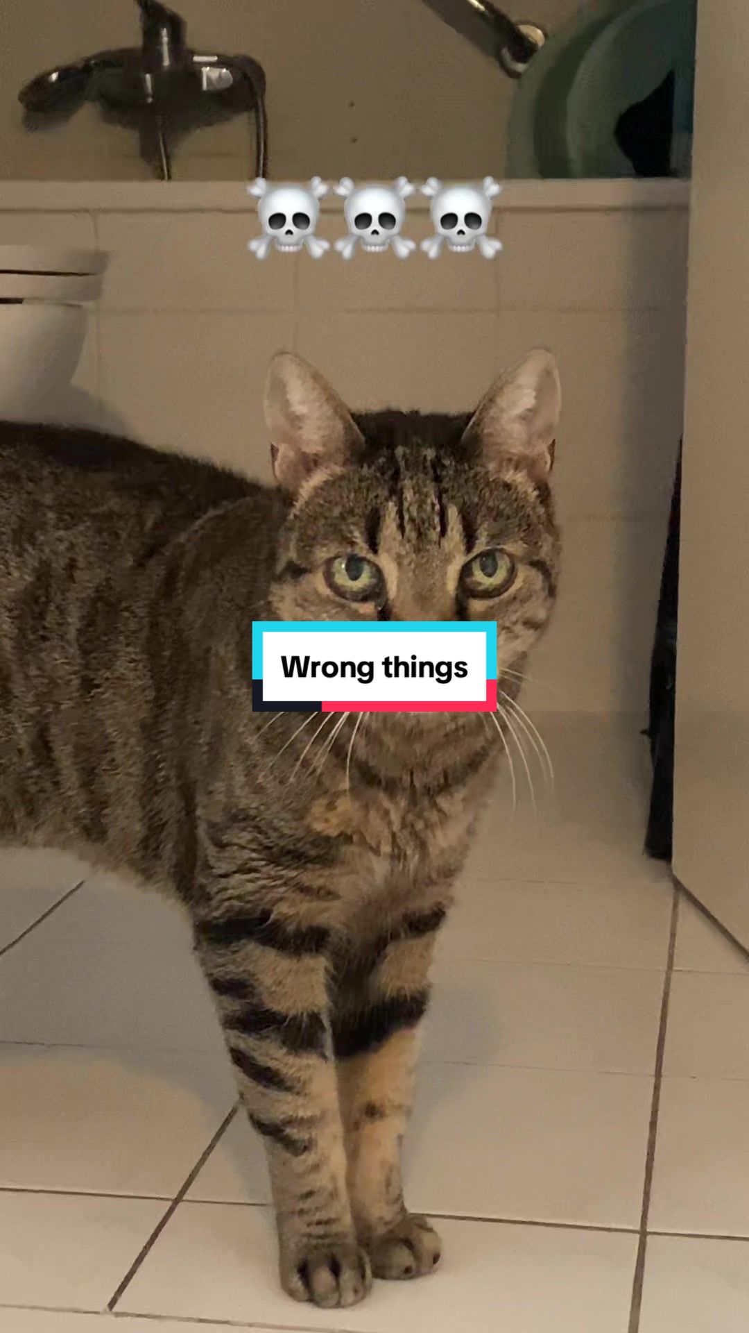 @Fibi & Bobo