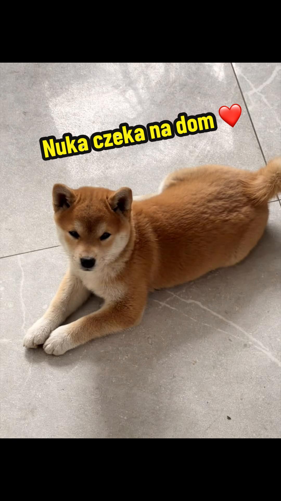 @Shiba GoNanKaiho hodowla FCI