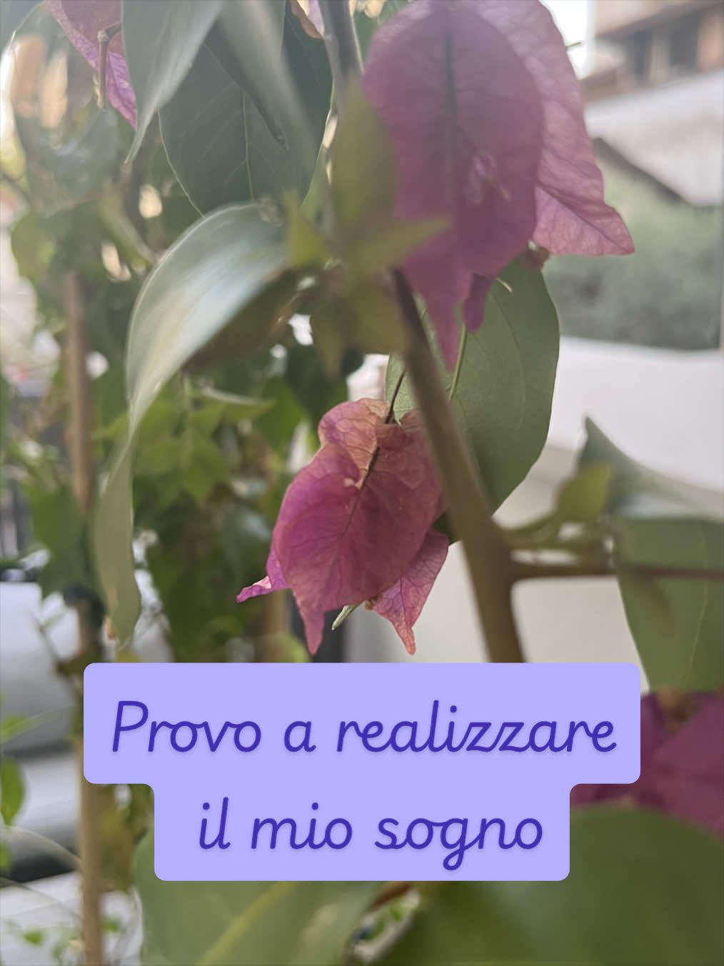 @piccole.spine.felici