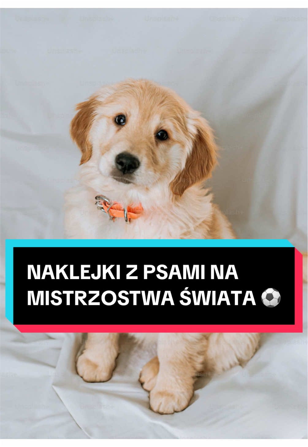 @pandawojtekyt