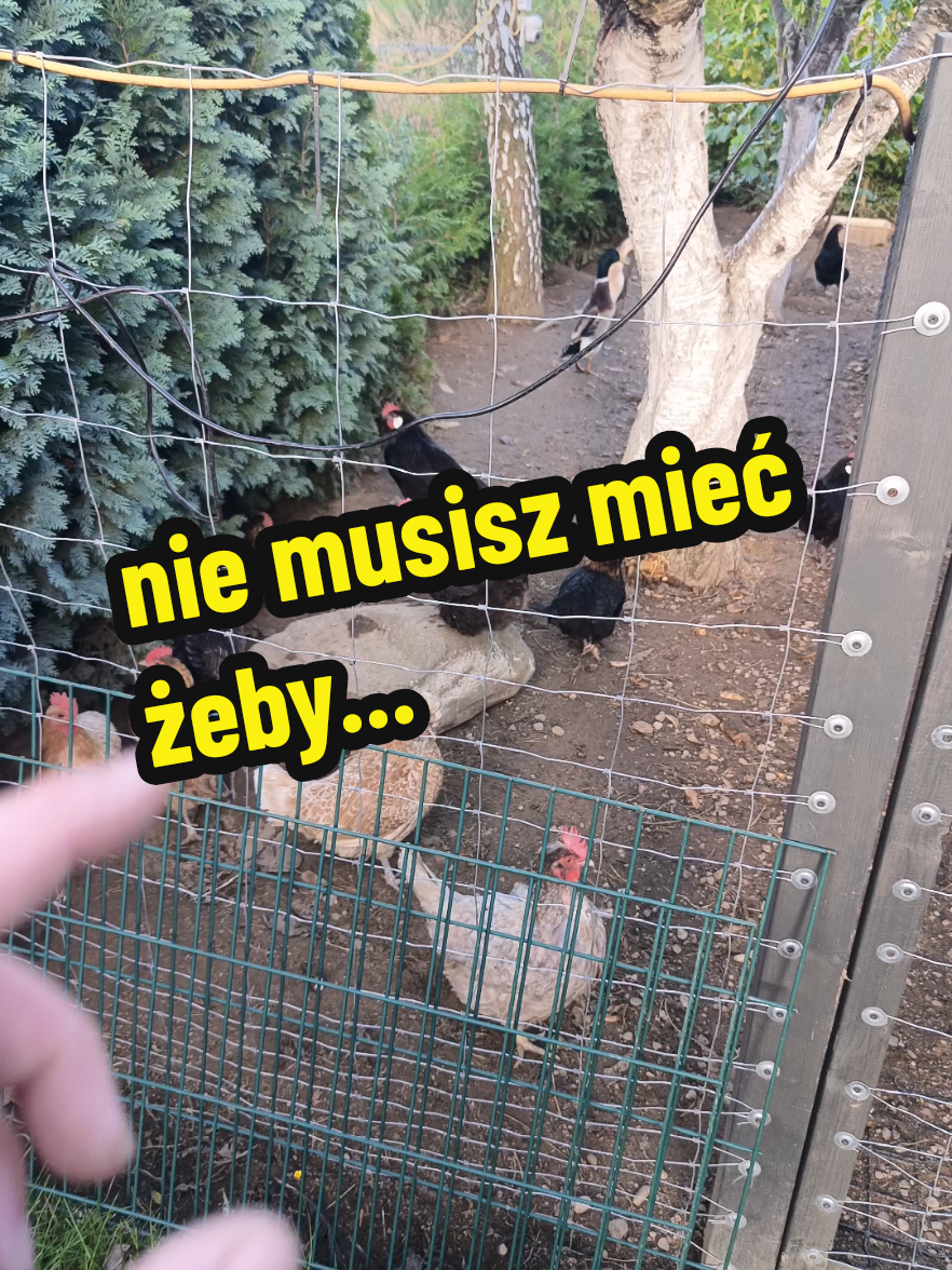 @Marcin ogrodnik