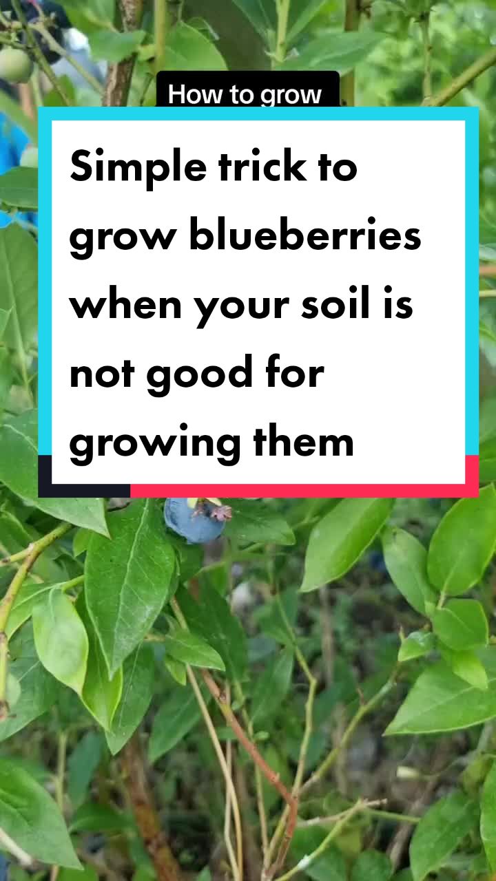 @GrowFruitandVeg