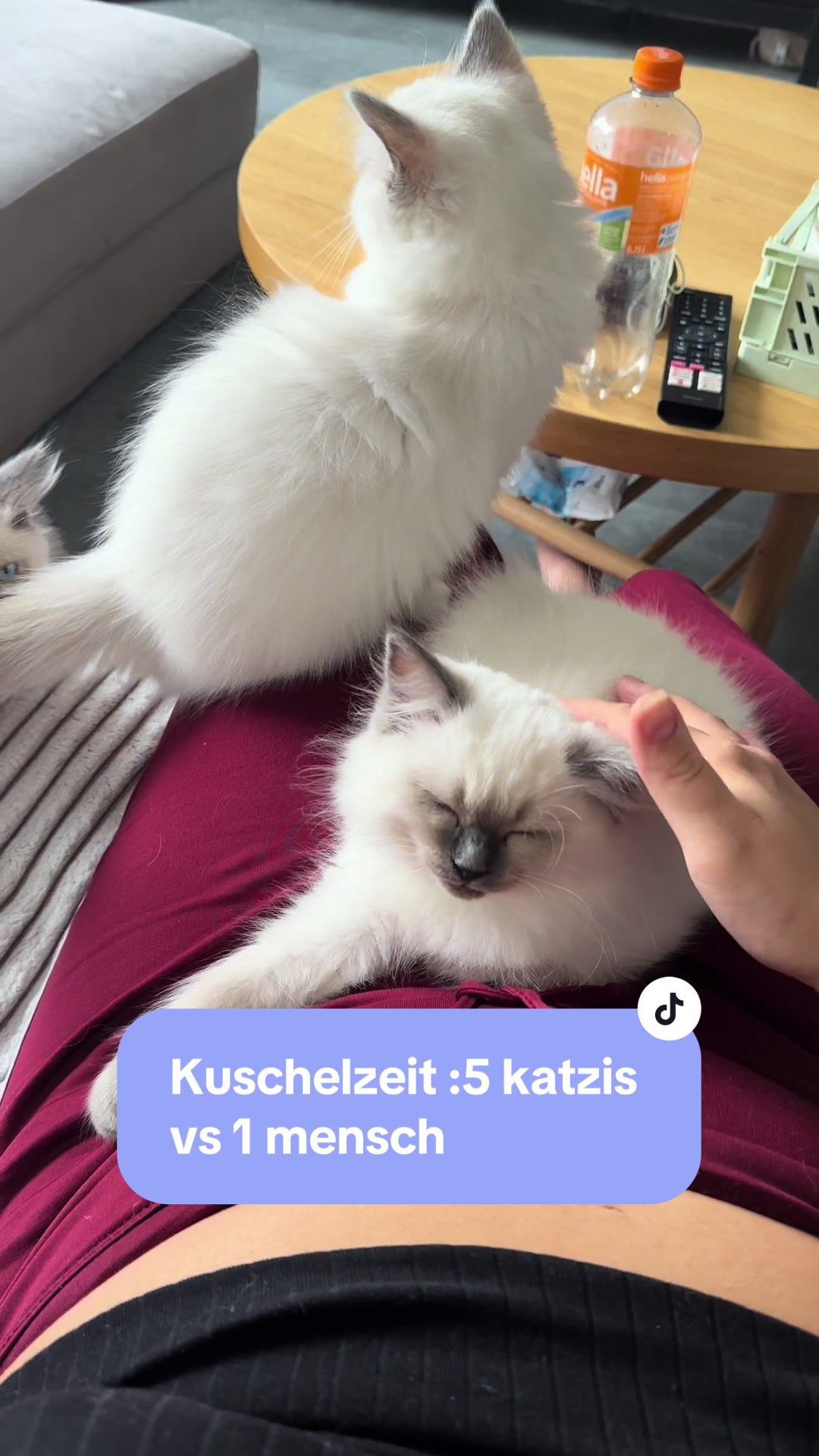 @Ragdoll Kittys🌈🧡🐾