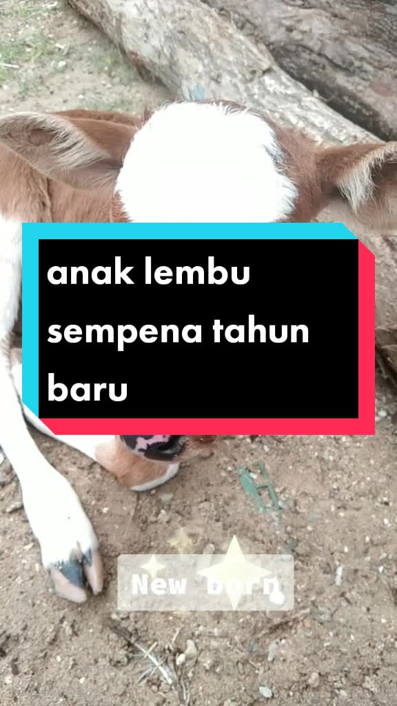 @Sophea