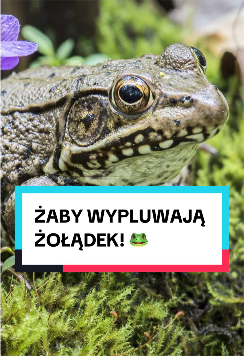 @pandawojtekyt