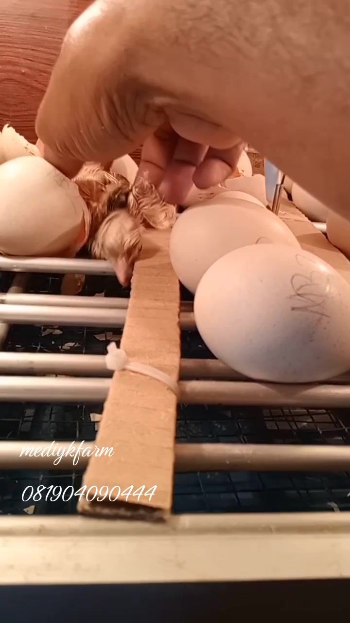 @mediykfarm