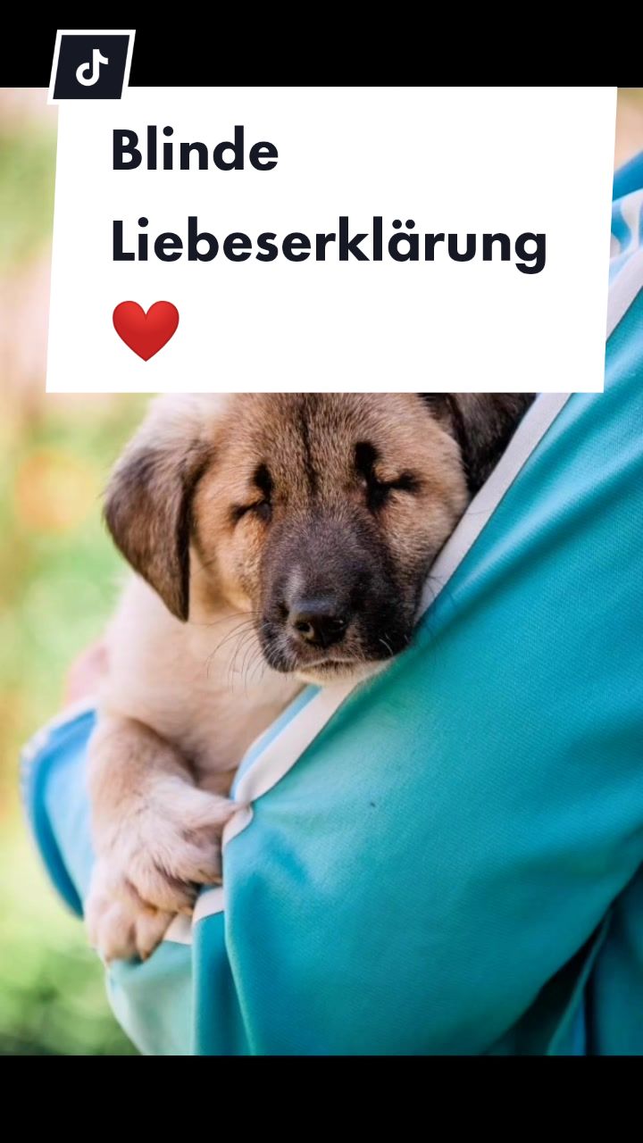 @Handicap.dogs.on.tour.