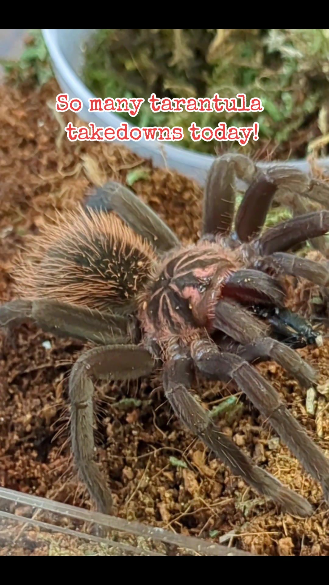 @Eryri Exotics