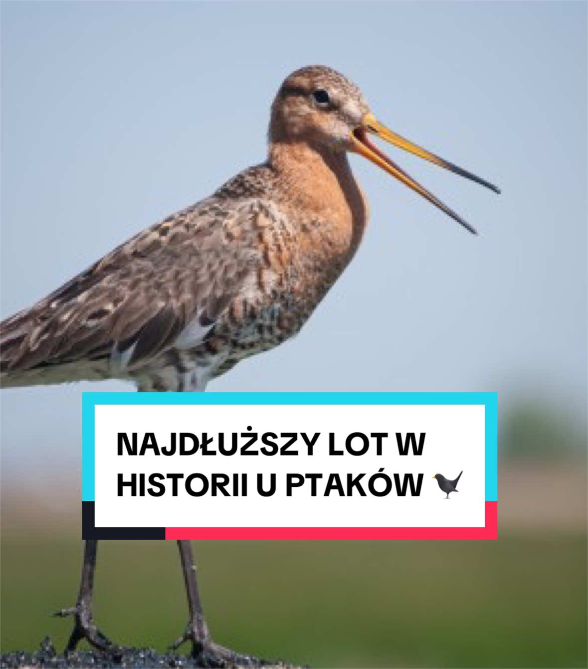 @pandawojtekyt