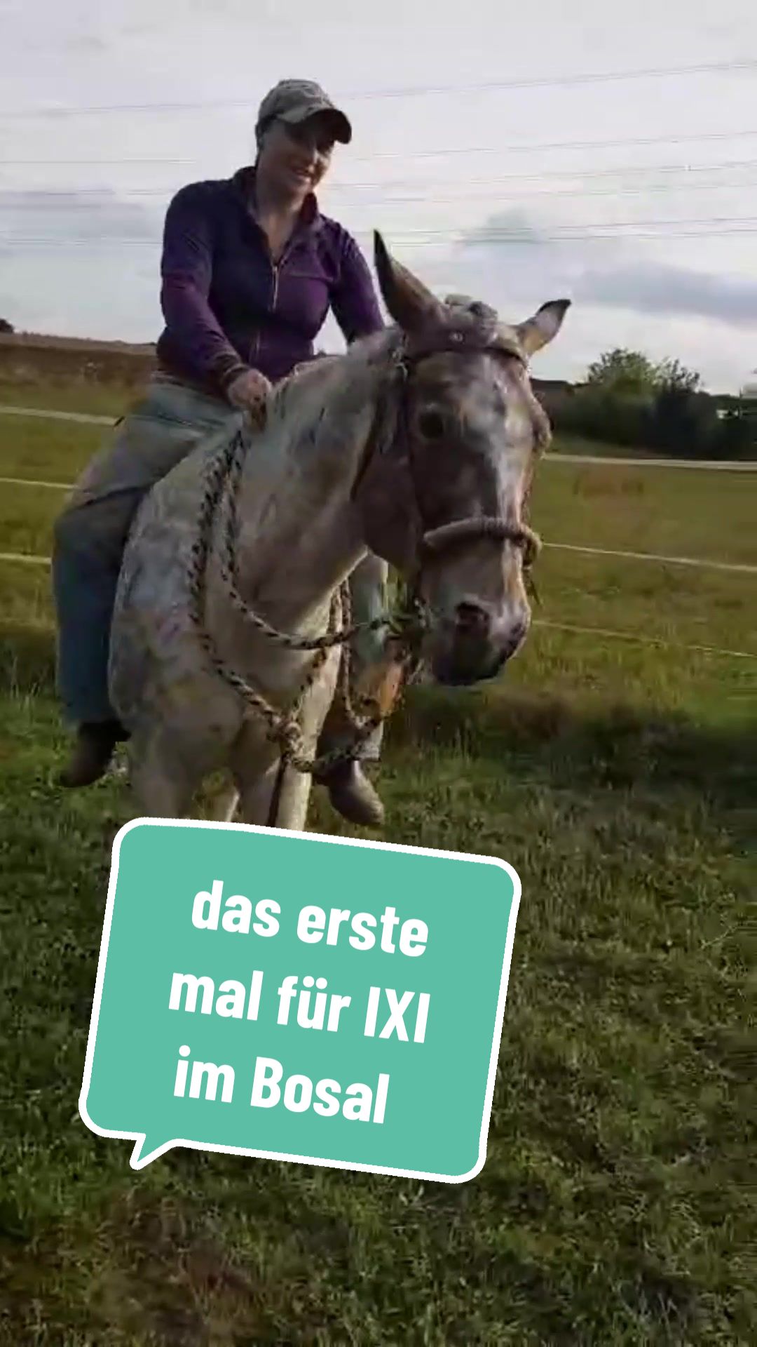 @Farbklecks Pferde