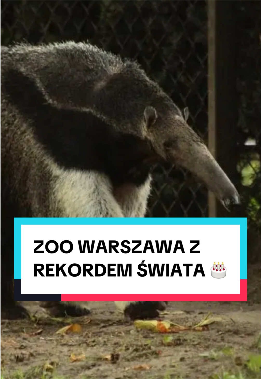 @pandawojtekyt