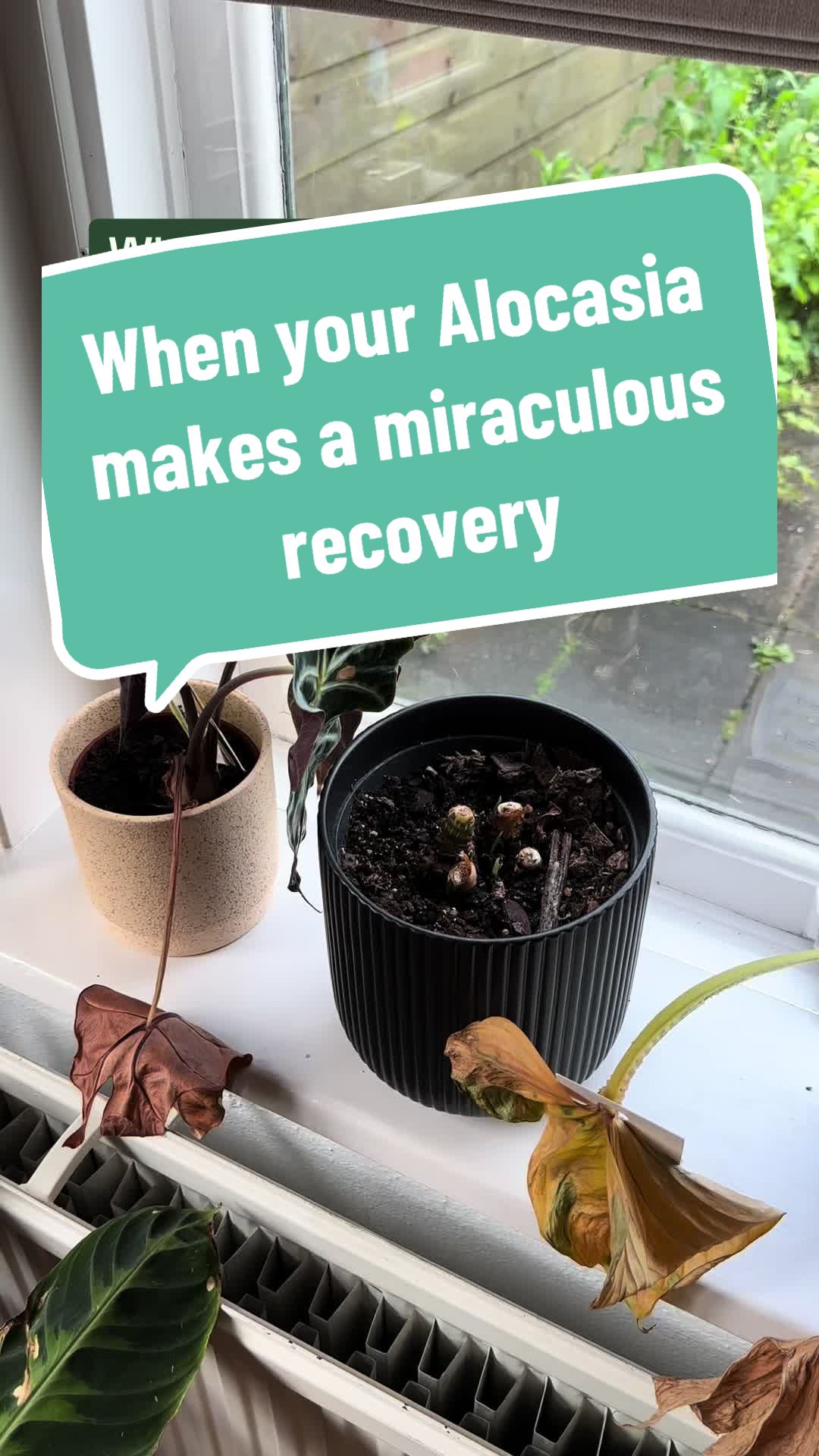 @BMBOplants