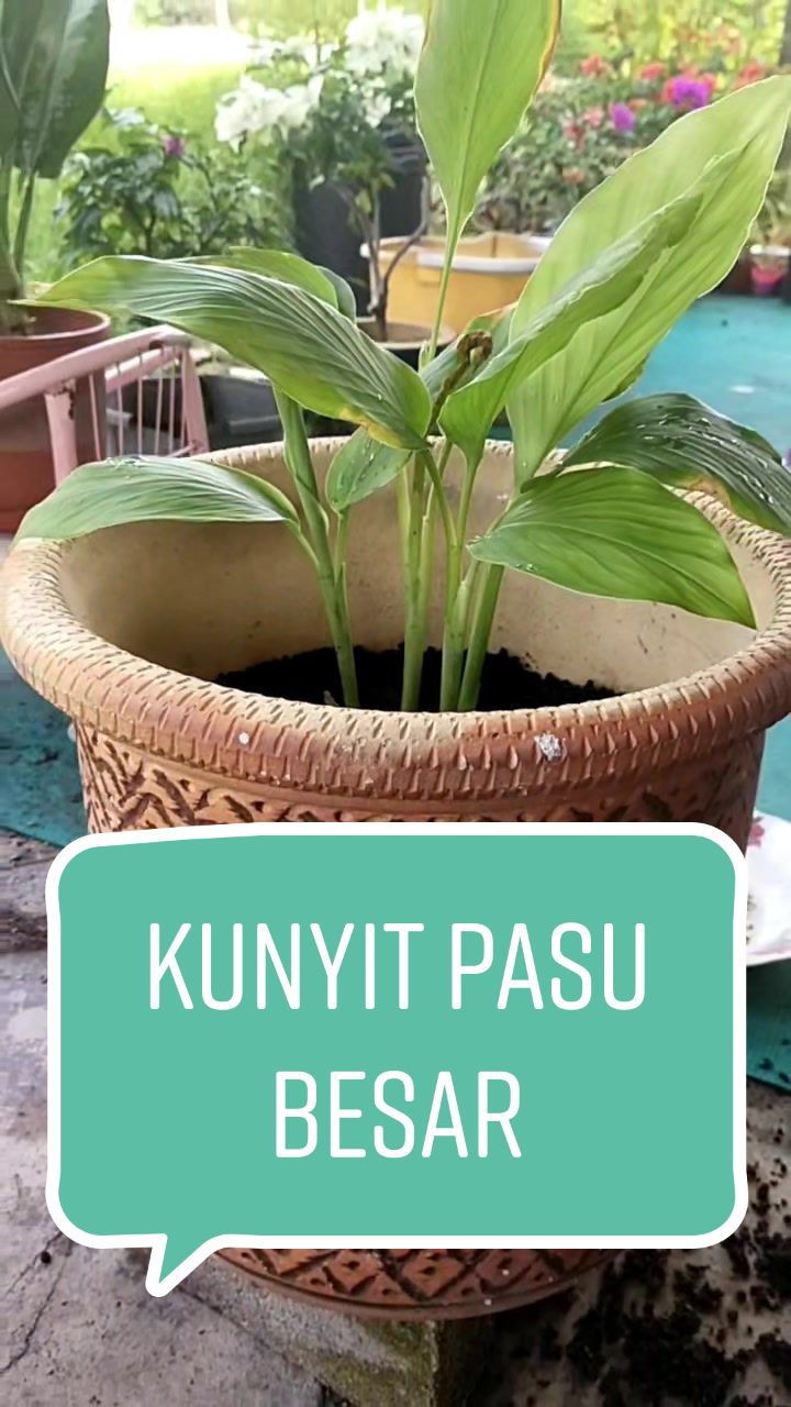 @Syufiz