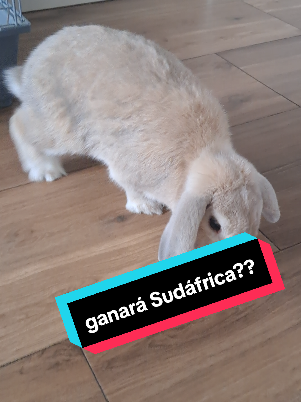 @Patatilla Rabbit 🐰🌱🥕