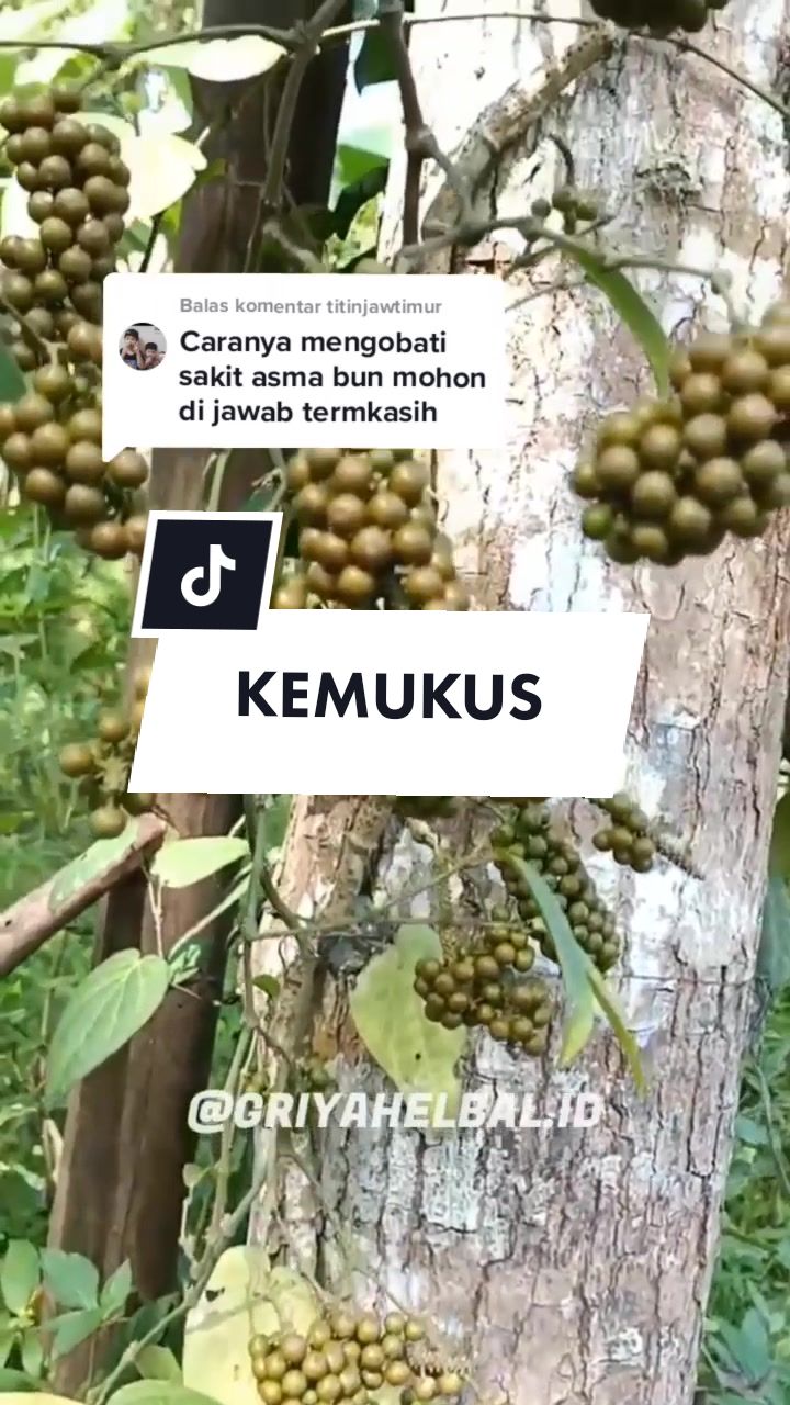 @🌱 𝙳𝚊𝚙𝚞𝚛 𝙷𝚎𝚛𝚋𝚊𝚕 🌿