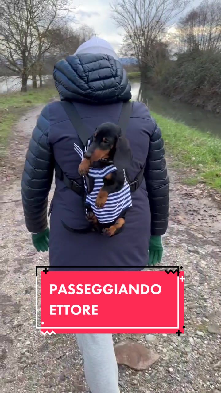@Ippo_ettore_bettino BASSOTTI