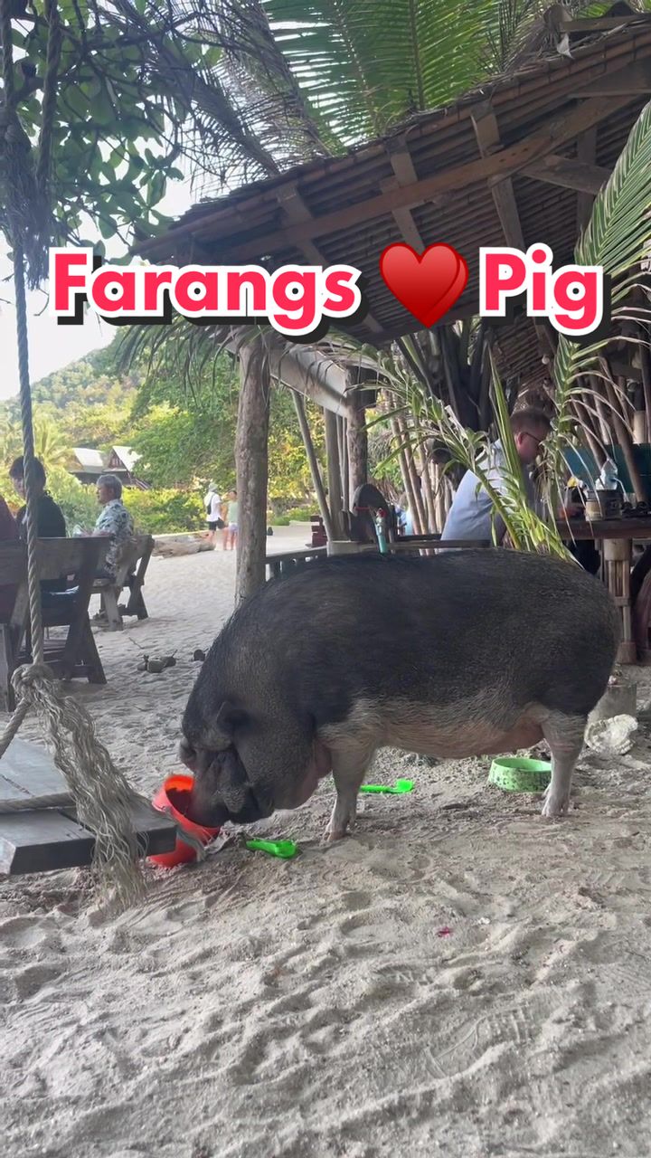 @Farangsgonewild