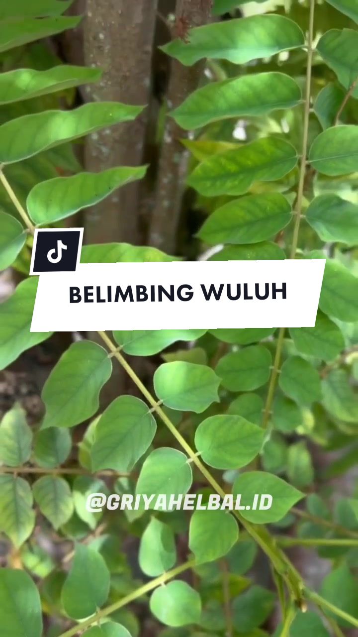 @🌱 𝙳𝚊𝚙𝚞𝚛 𝙷𝚎𝚛𝚋𝚊𝚕 🌿