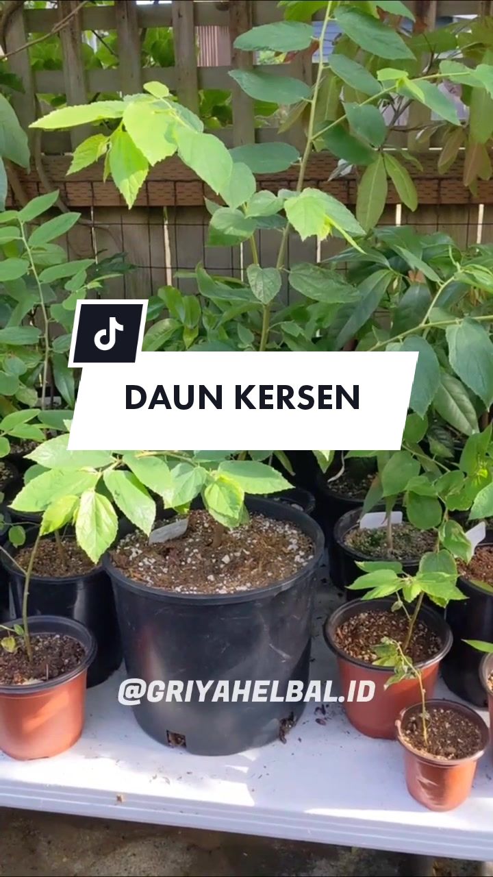 @🌱 𝙳𝚊𝚙𝚞𝚛 𝙷𝚎𝚛𝚋𝚊𝚕 🌿