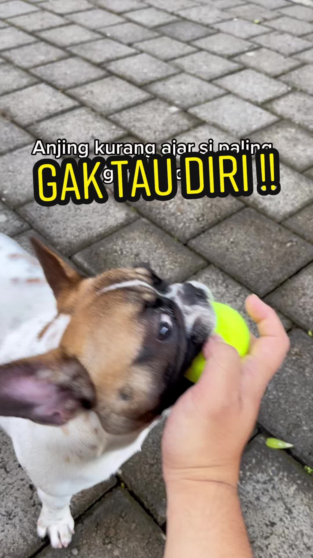 @PINAT SANJI