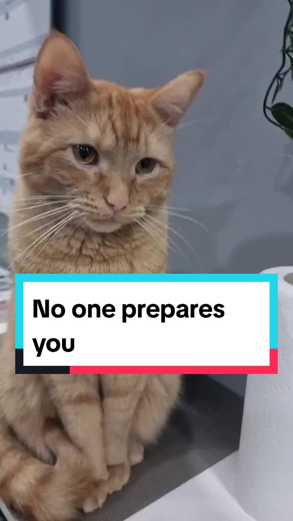 @Paws and Claws
