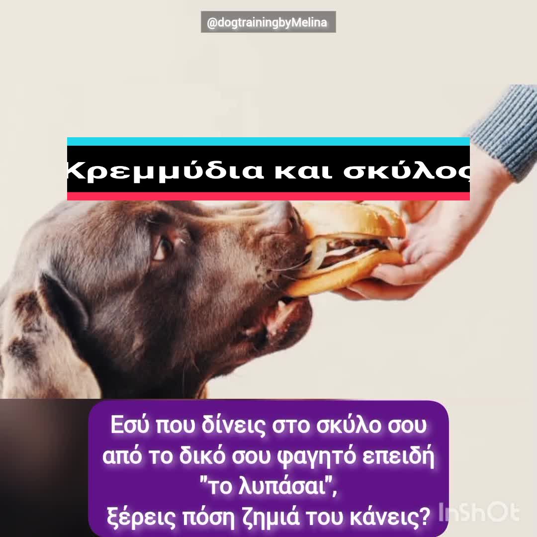 @dogtrainingbymelina