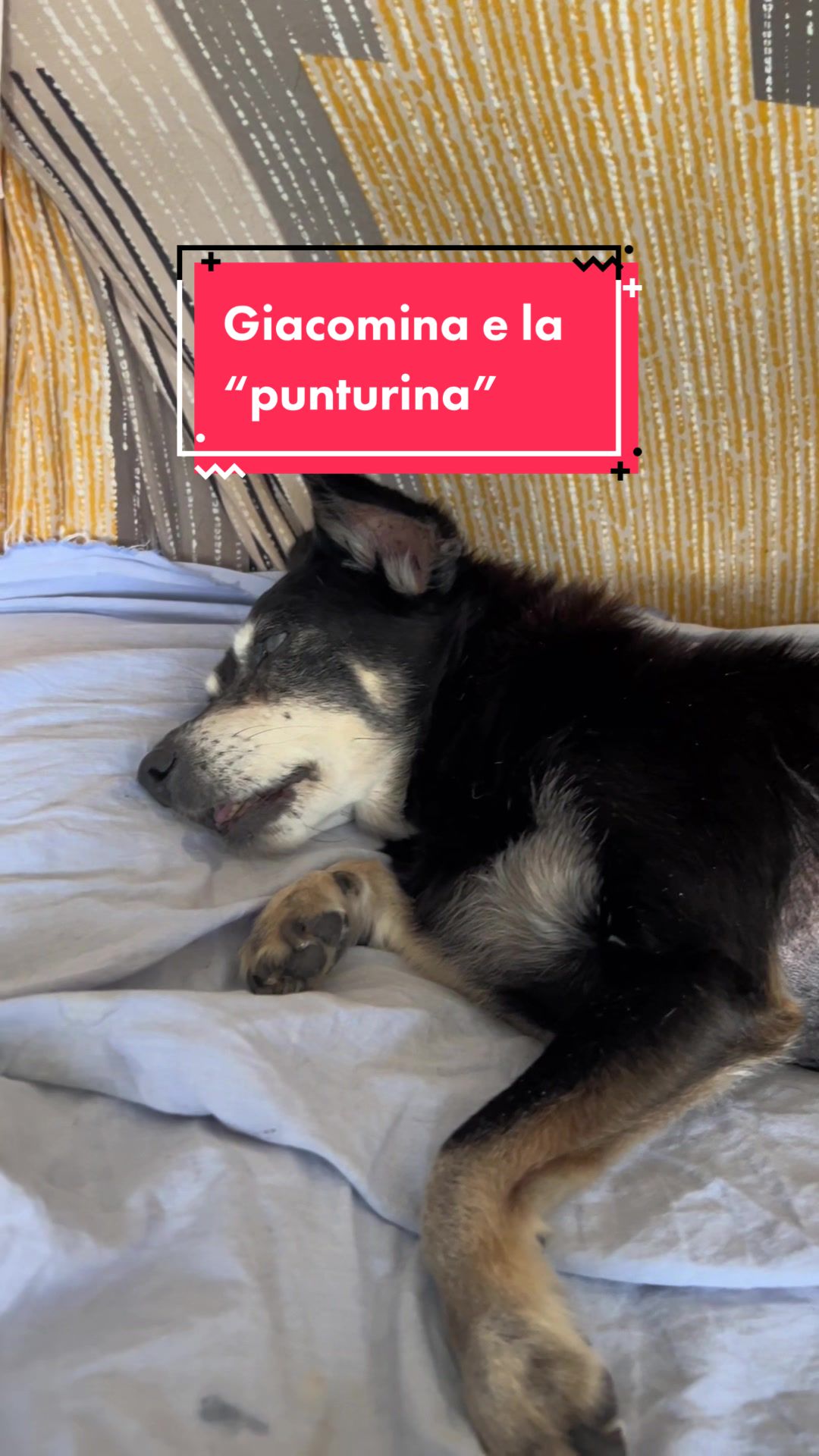 @Giacomina, la vecchia!!