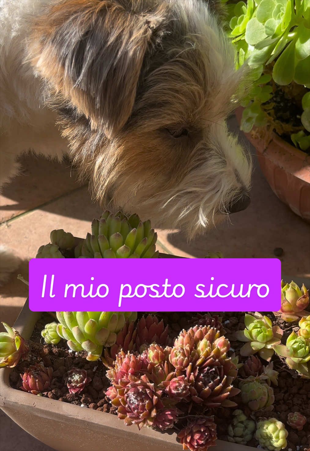 @piccole.spine.felici