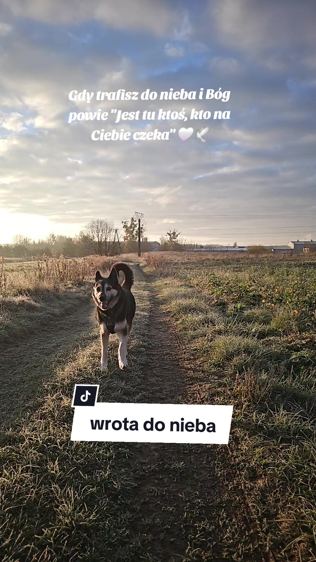 @dziewczyna_z_wilkiem
