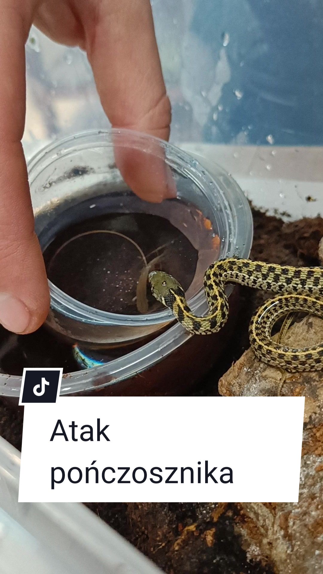 @Vantis Terra