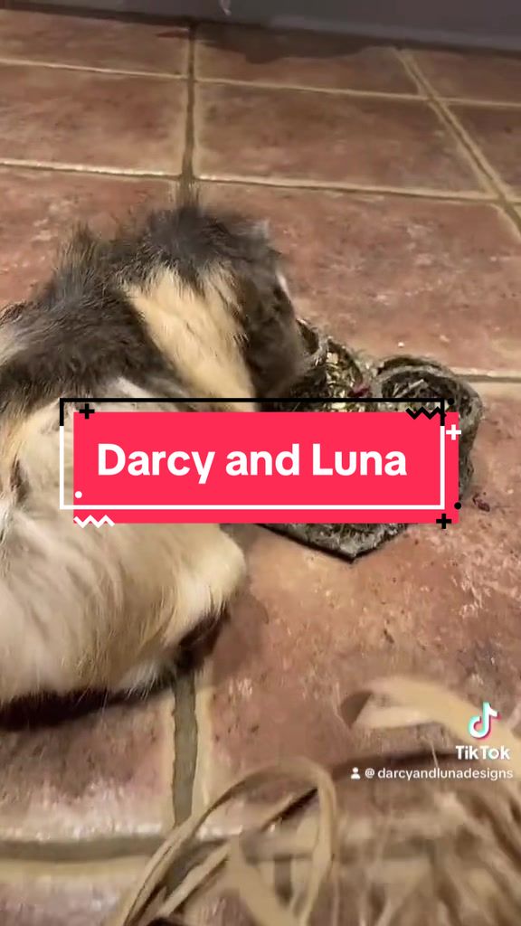 @Milly @ Darcy and Luna Designs