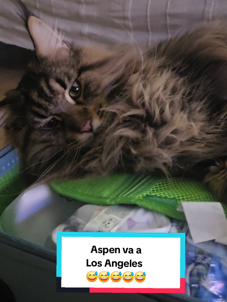 @🐾Aspen🐾