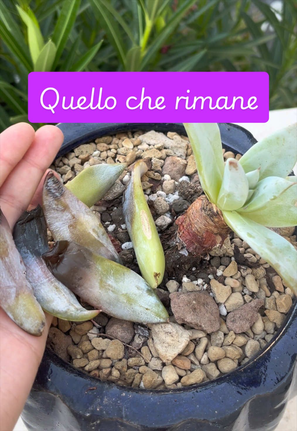 @piccole.spine.felici 🌵