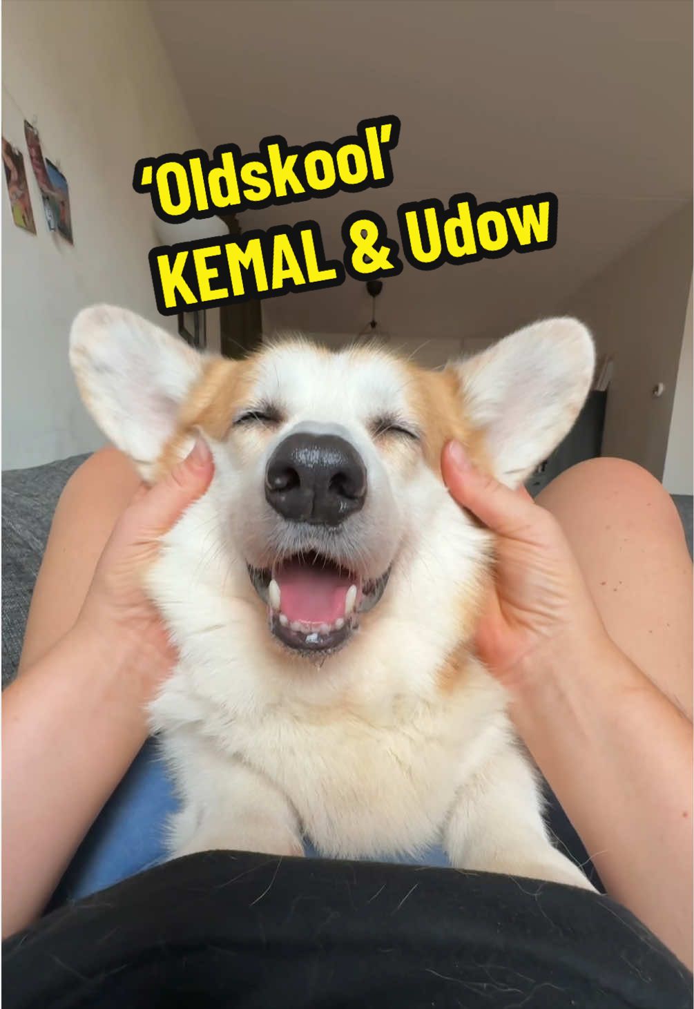 @Kickroll Corgi Charlie 🐶🚀