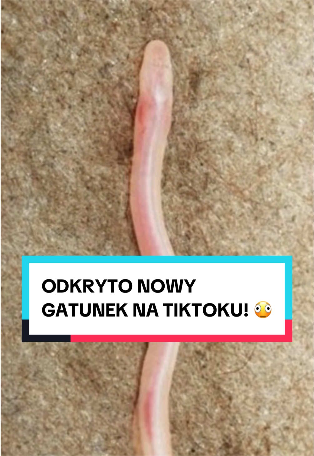 @pandawojtekyt