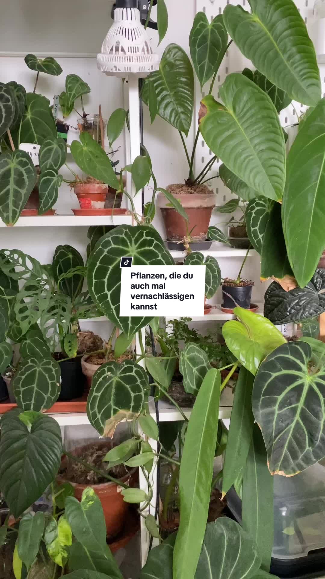 @pflanzdirwas 🌻🪴
