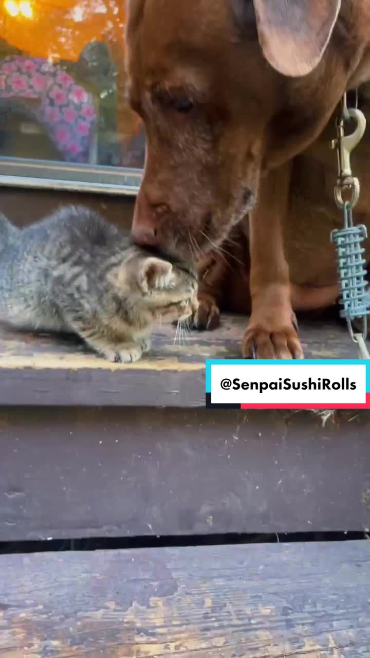 @SenpaiSushiRolls