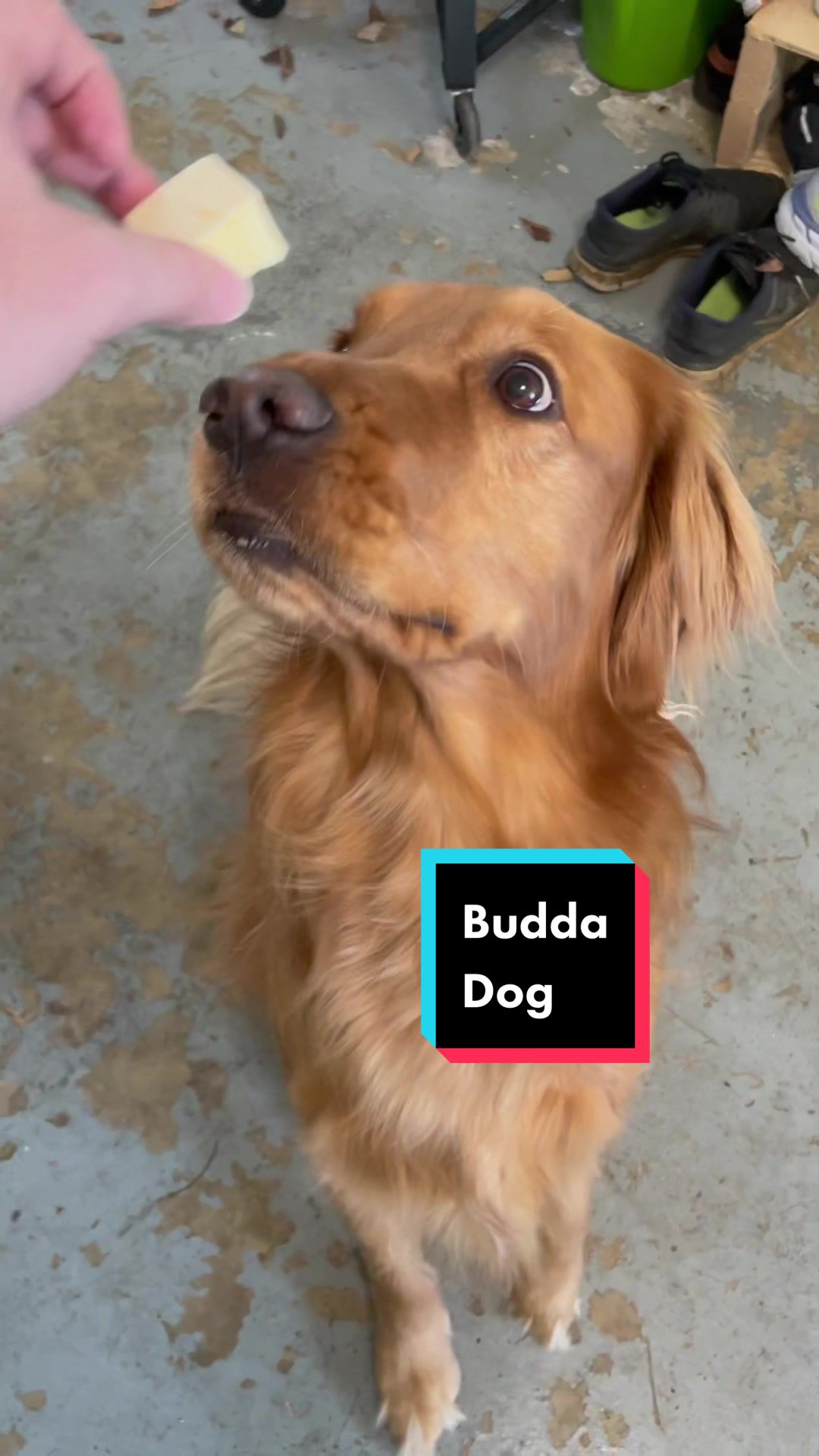 @Koda the Golden
