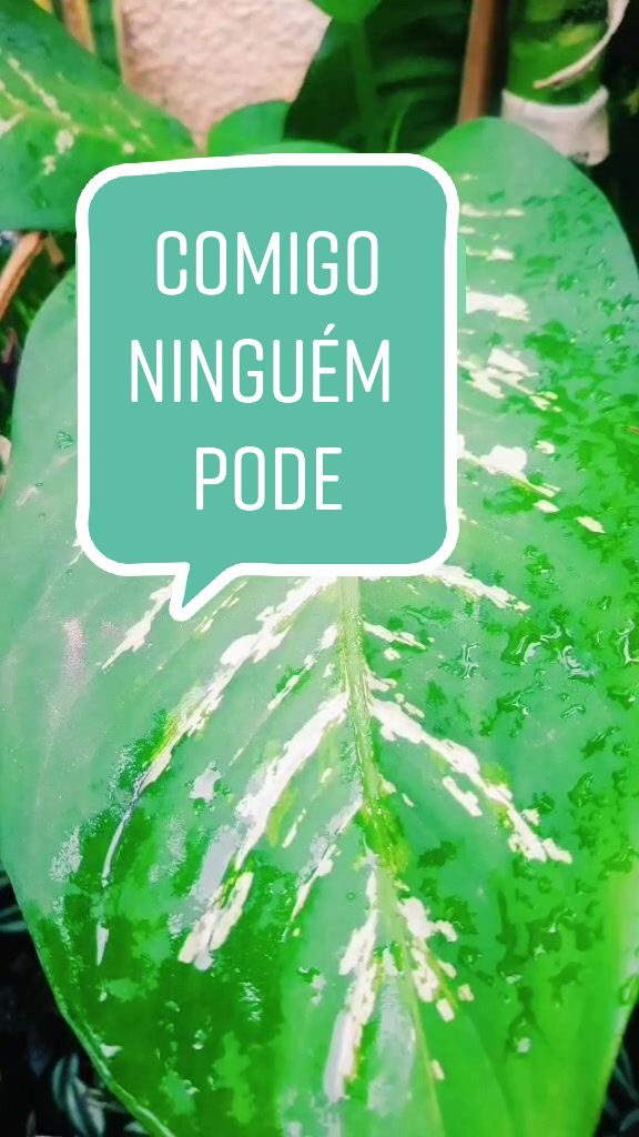@Est&uacute;dio Merc&ecirc;s