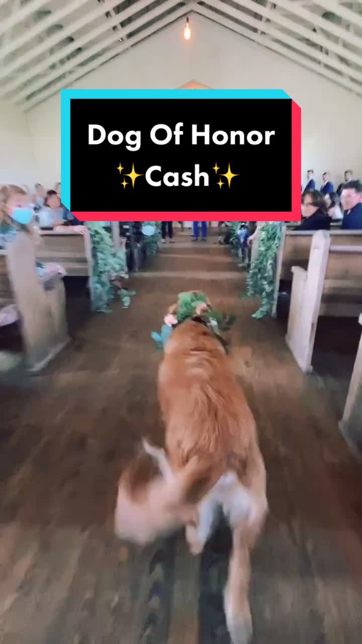 @FairyTail Pet Care