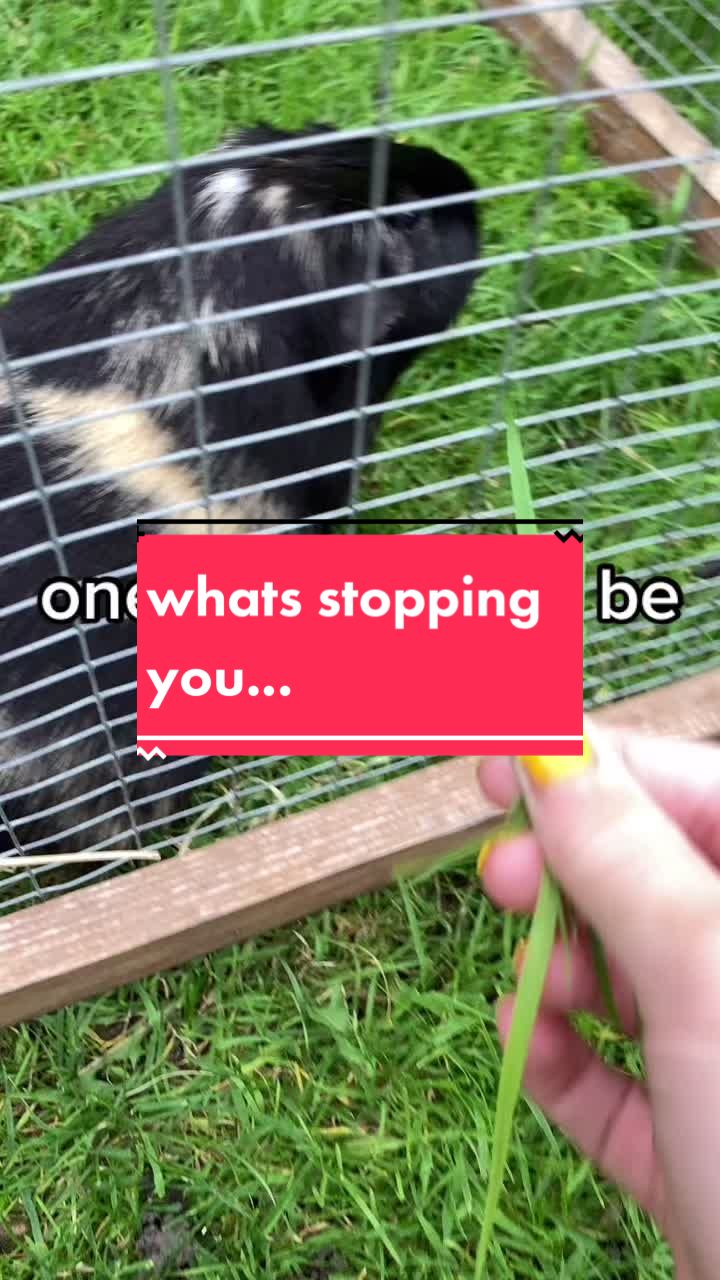 @Guinea pig tricks 🐹👍