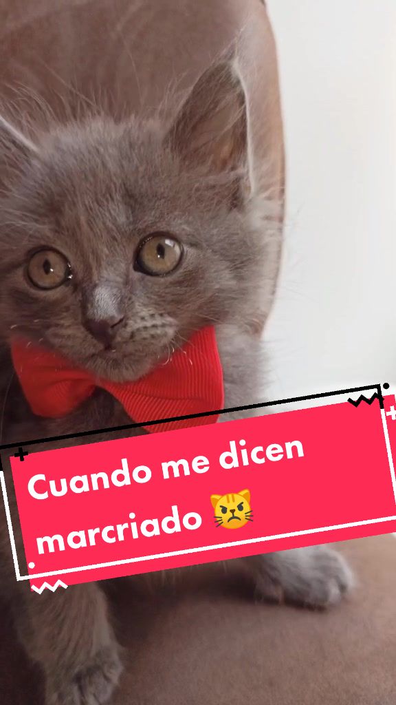 @Gato Orión