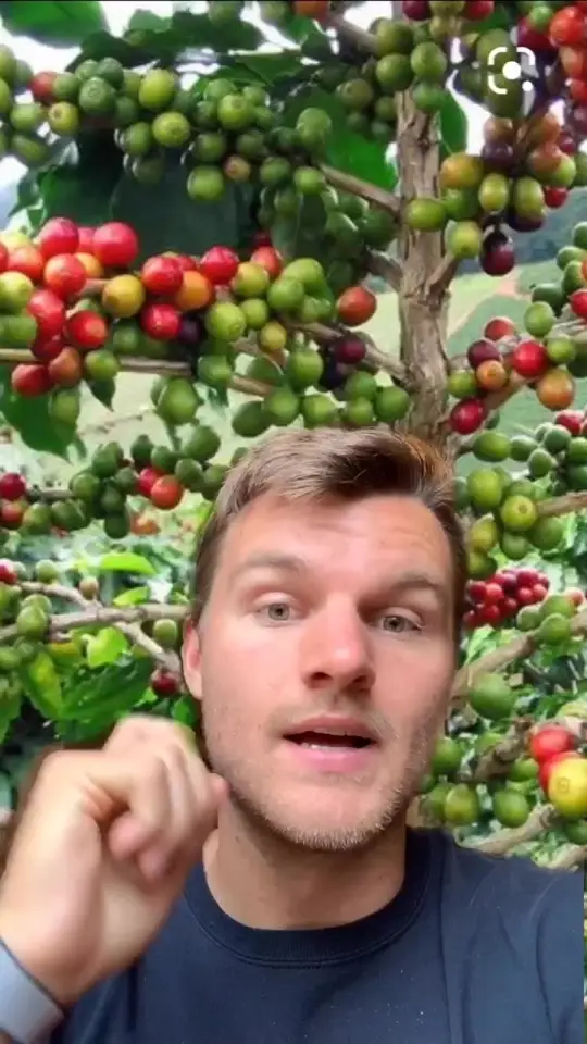 Have you ever wondered where coffee | Tanner Colson (@tannercolson)
