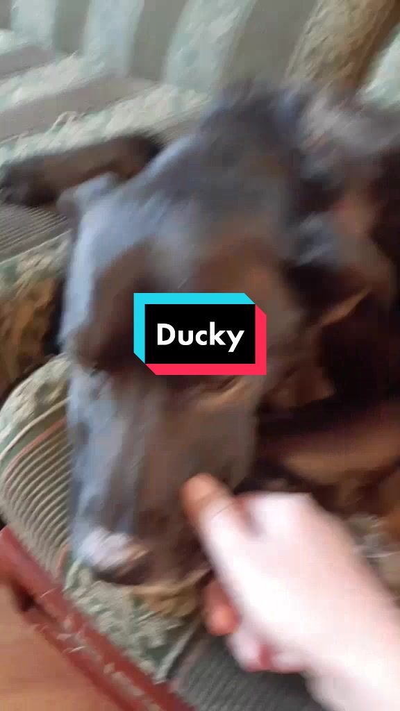 @Nala_and_Raya