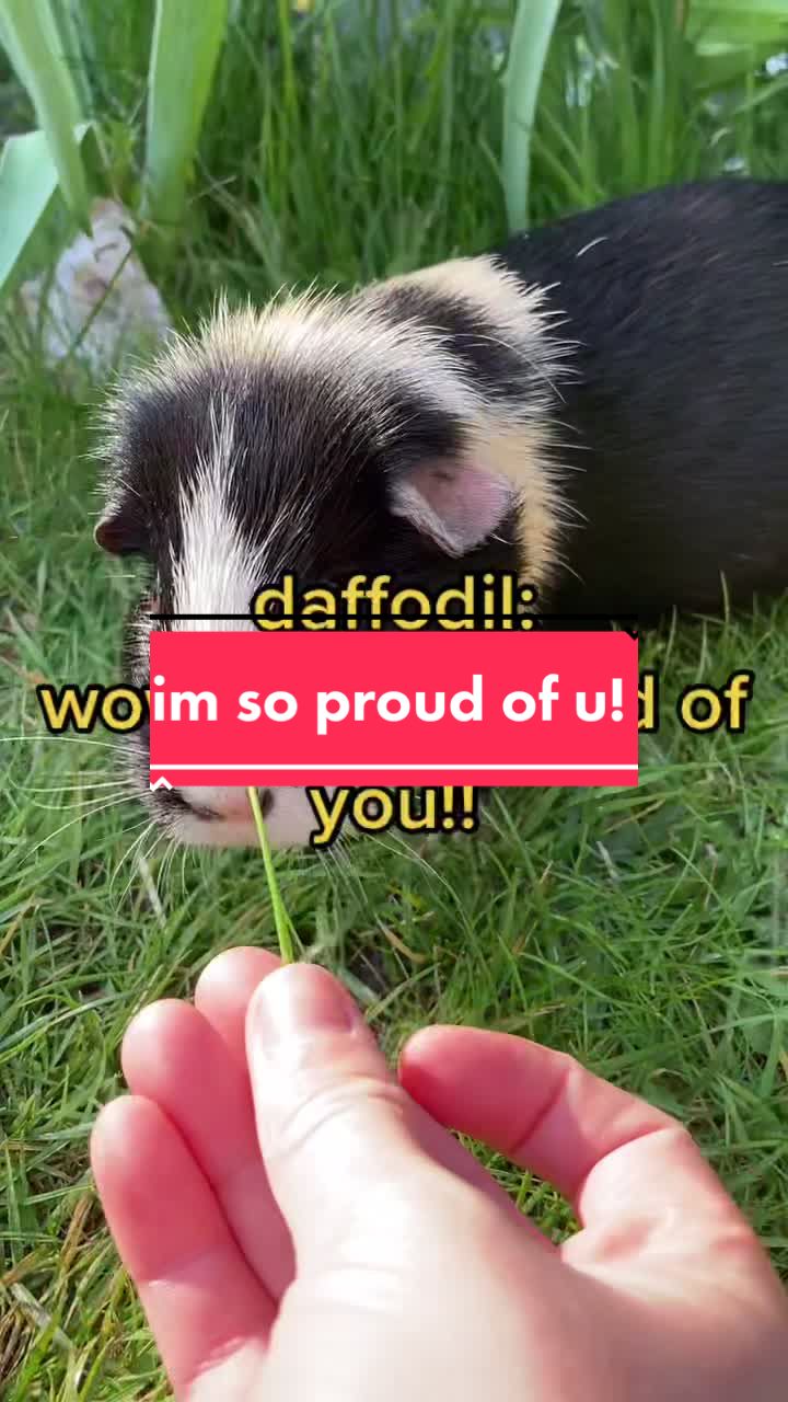 @Guinea pig tricks 🐹👍
