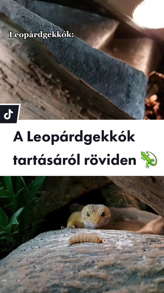@Milu a Gekk&oacute;s 🦎