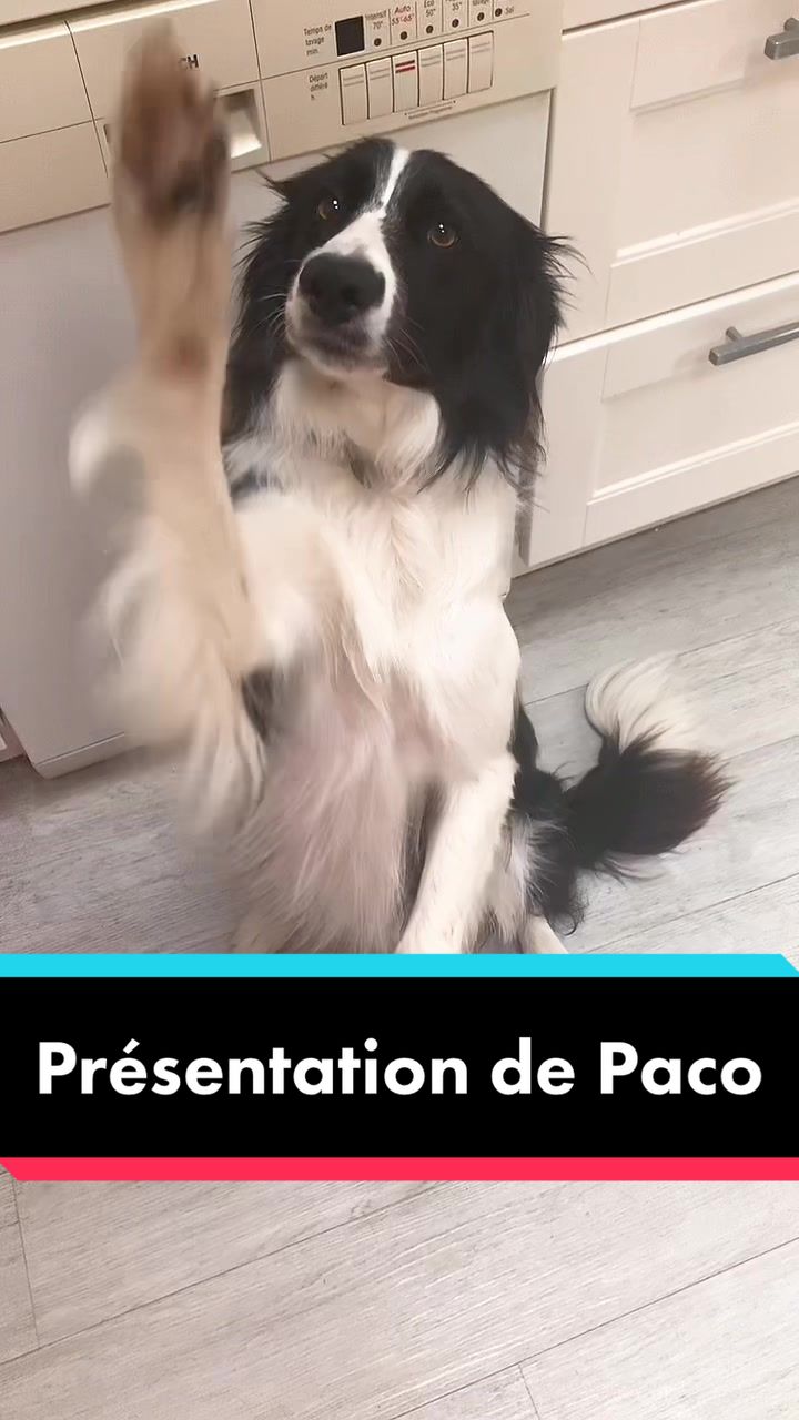 @PacoPacoPaco_le_chien
