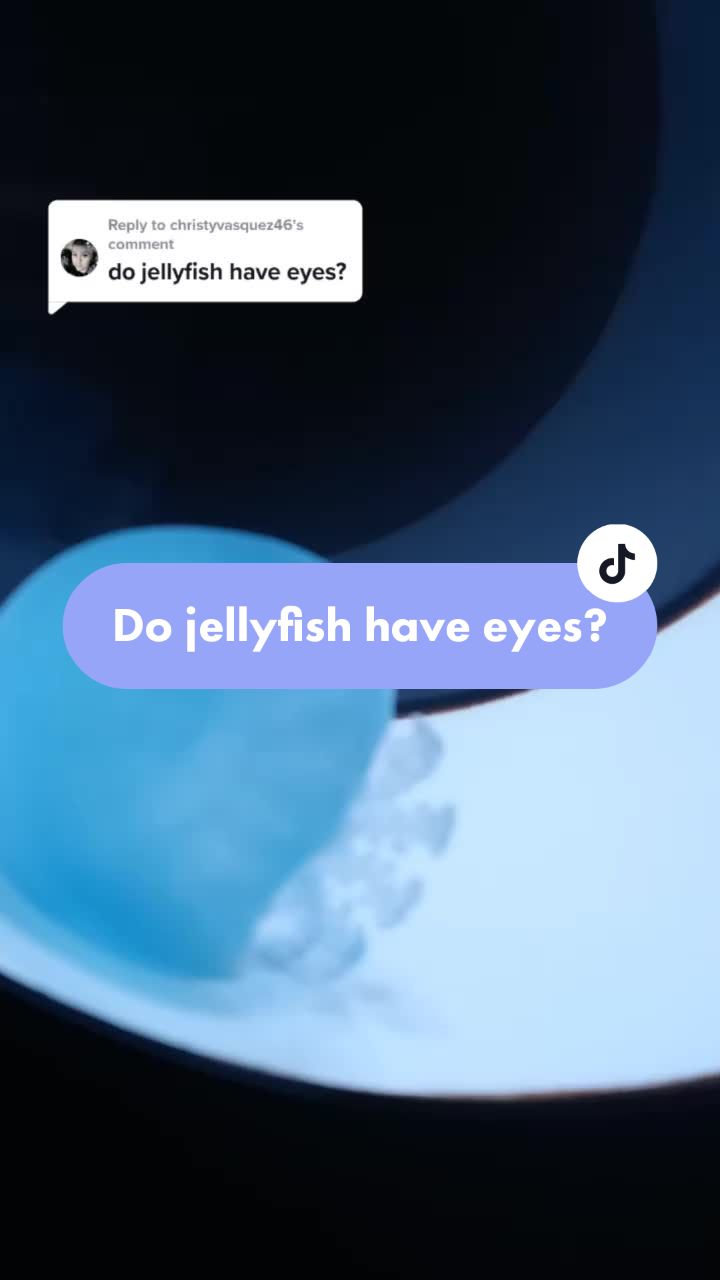 @Sting the jellyfish